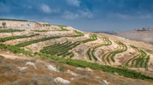 Après 2000 ans, nouvelles vignes juives de Samarie